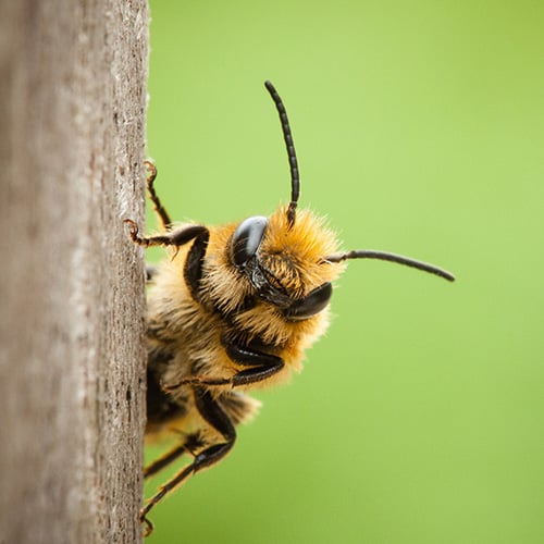 close up of bumble bee on tree