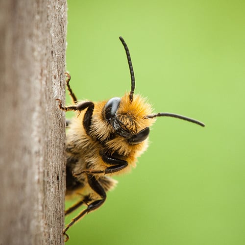 16 Bumble Bee Outdoor Garden Wall Thermometer