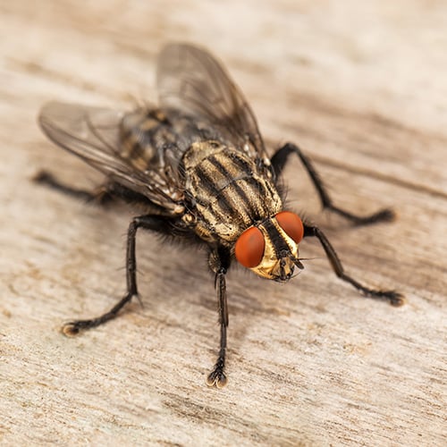 close up of house fly on wooden surface