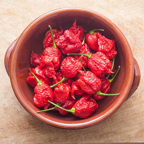 Carolina reaper peppers in wooden bowl.