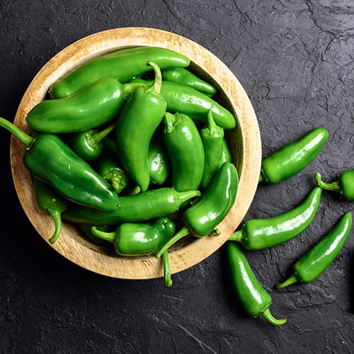 Green jalapeno pepper on a wooden plate.