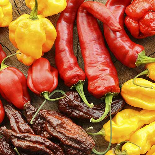 Various hot peppers viewed from the top on a wooden background.