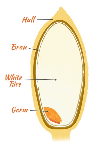 Anatomy of a rice grain diagram